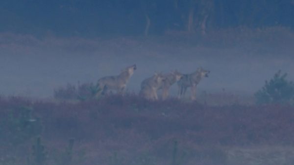 ZIEN | Wolvenroedel huilt op de Veluwe: 'Vrij uniek in Nederland' Foto: Omroep Gelderland