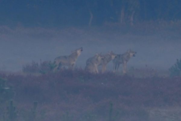 ZIEN | Wolvenroedel huilt op de Veluwe: 'Vrij uniek in Nederland' Foto: Omroep Gelderland