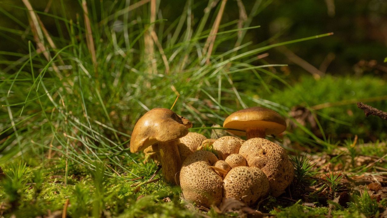 Cursus paddenstoelen herkennen voor beginners Foto: IVN