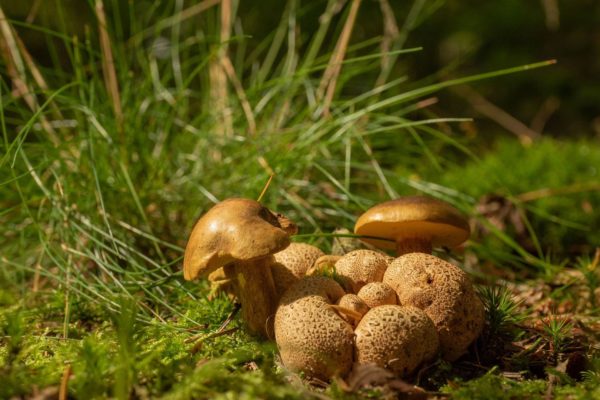 Cursus paddenstoelen herkennen voor beginners Foto: IVN