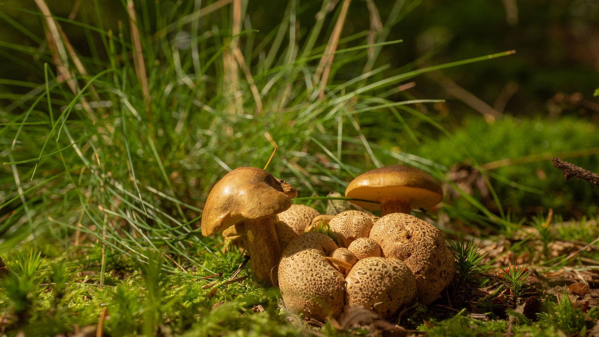 Ontdek bijzondere paddenstoelen in Rozendaal
