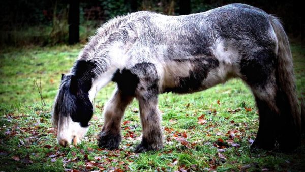 Spannende dag bij tinkerkeuring in Laag-Soeren Foto: Pixabay