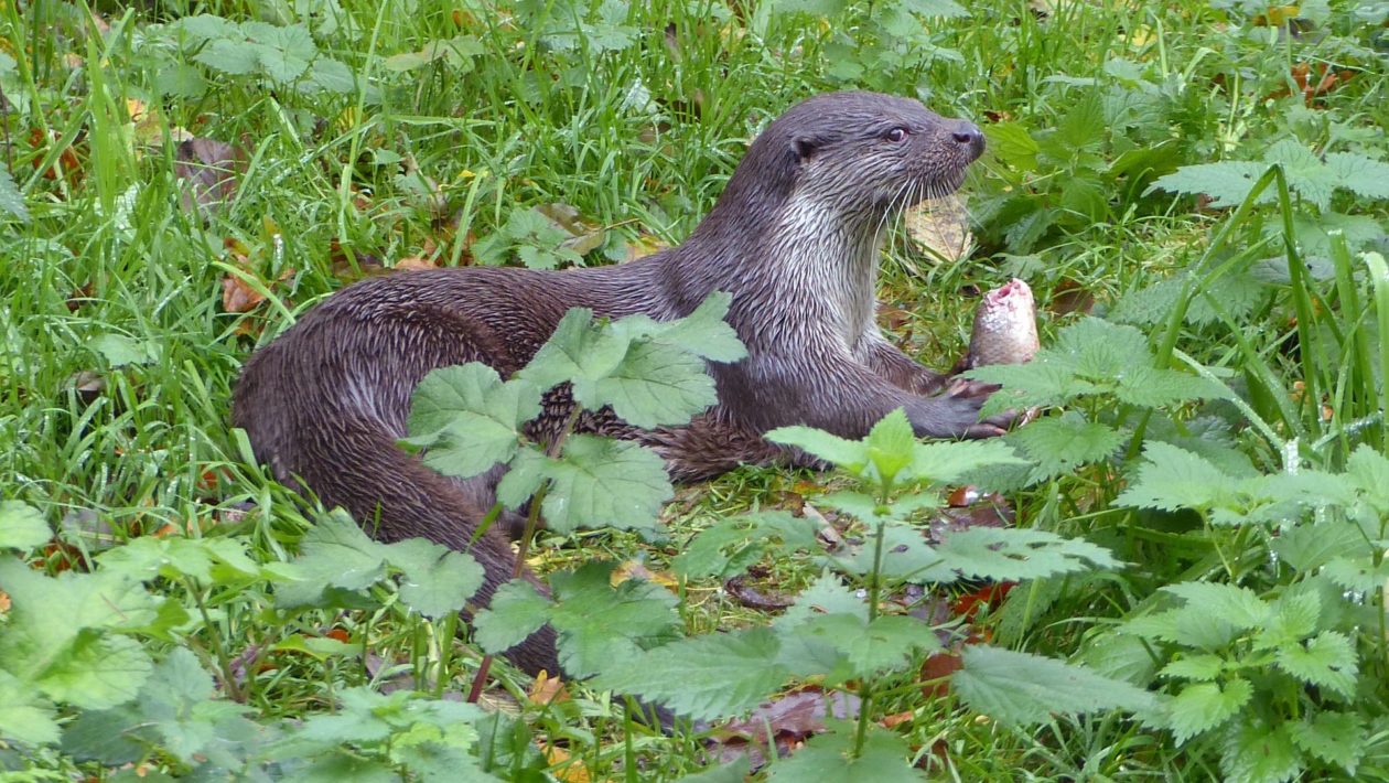 Europese otter. Foto: Elzes Dierenwereld