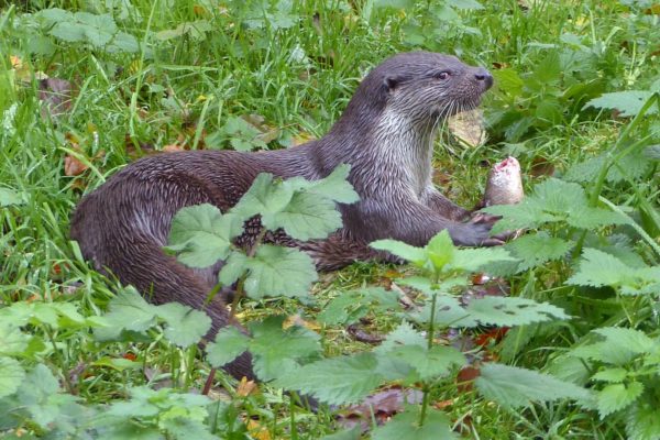 Europese otter. Foto: Elzes Dierenwereld
