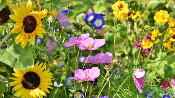 Bijenlint Foto: Pixabay
