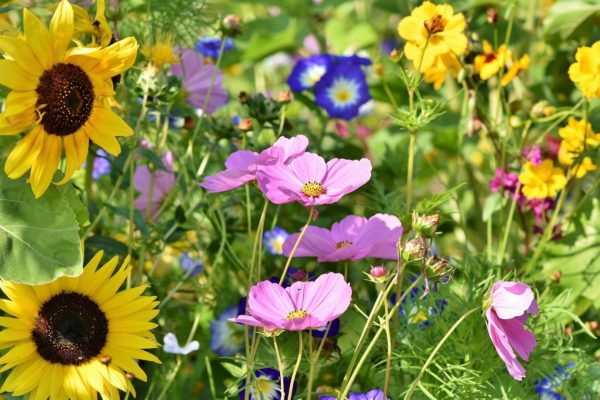 Bijenlint Foto: Pixabay