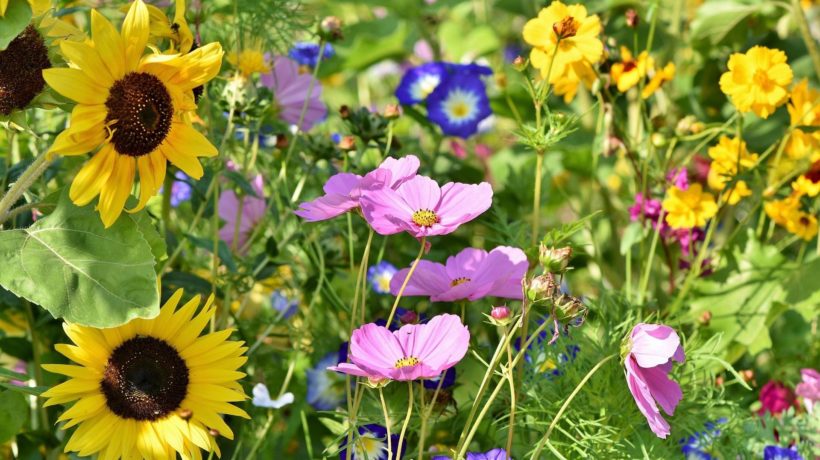 Bijenlint Foto: Pixabay