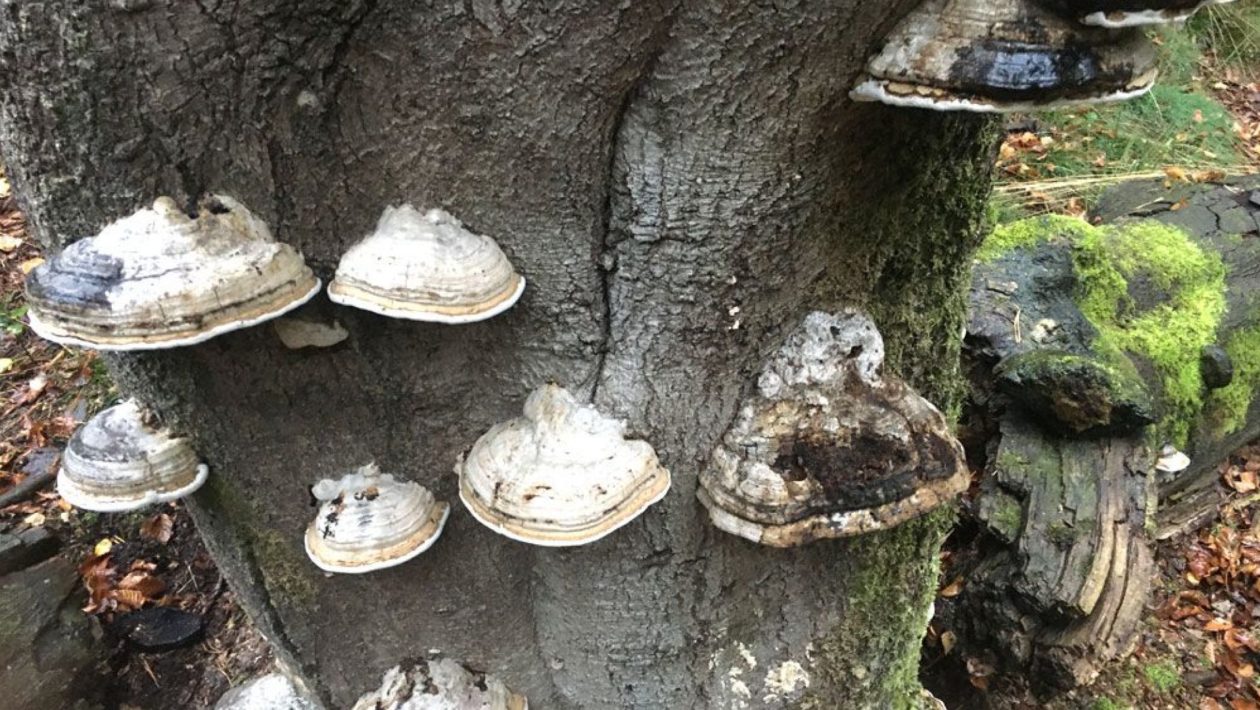 Paddenstoelen Foto: Martin Slijper