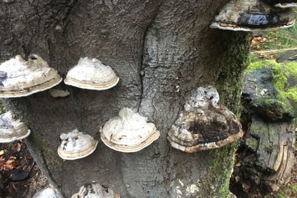 Paddenstoelen Foto: Martin Slijper