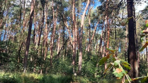 Bomen Foto: Studio Rheden