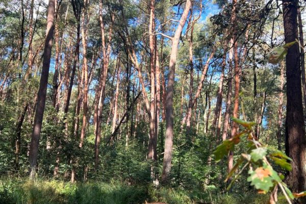 Bomen Foto: Studio Rheden