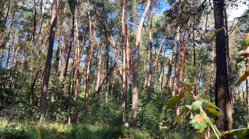Bomen Foto: Studio Rheden