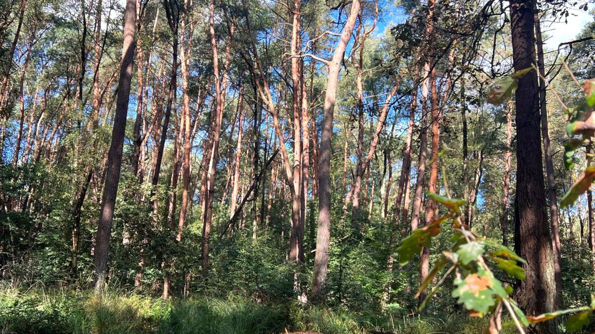 Posth-park bij landgoed Rhederoord in De Steeg krijgt opknapbeurt