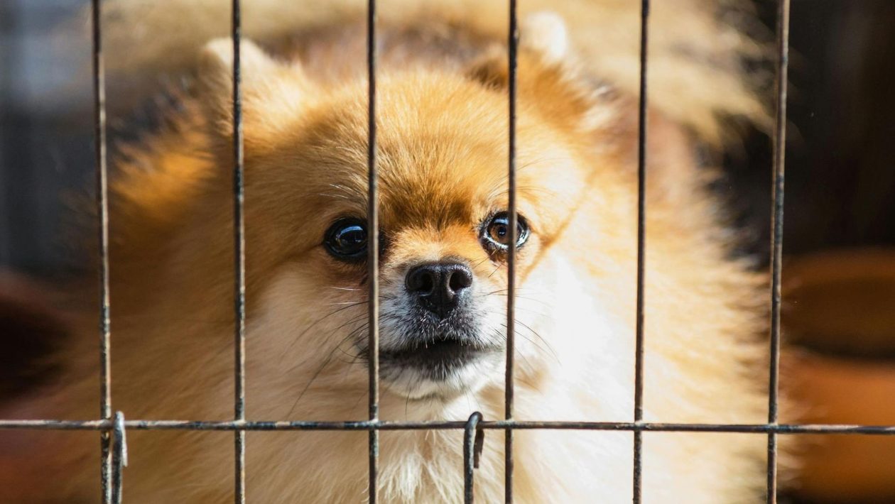 In de nieuwe opvang is veel rekening gehouden met het welzijn van de dieren Foto: Pexels