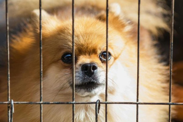 In de nieuwe opvang is veel rekening gehouden met het welzijn van de dieren Foto: Pexels