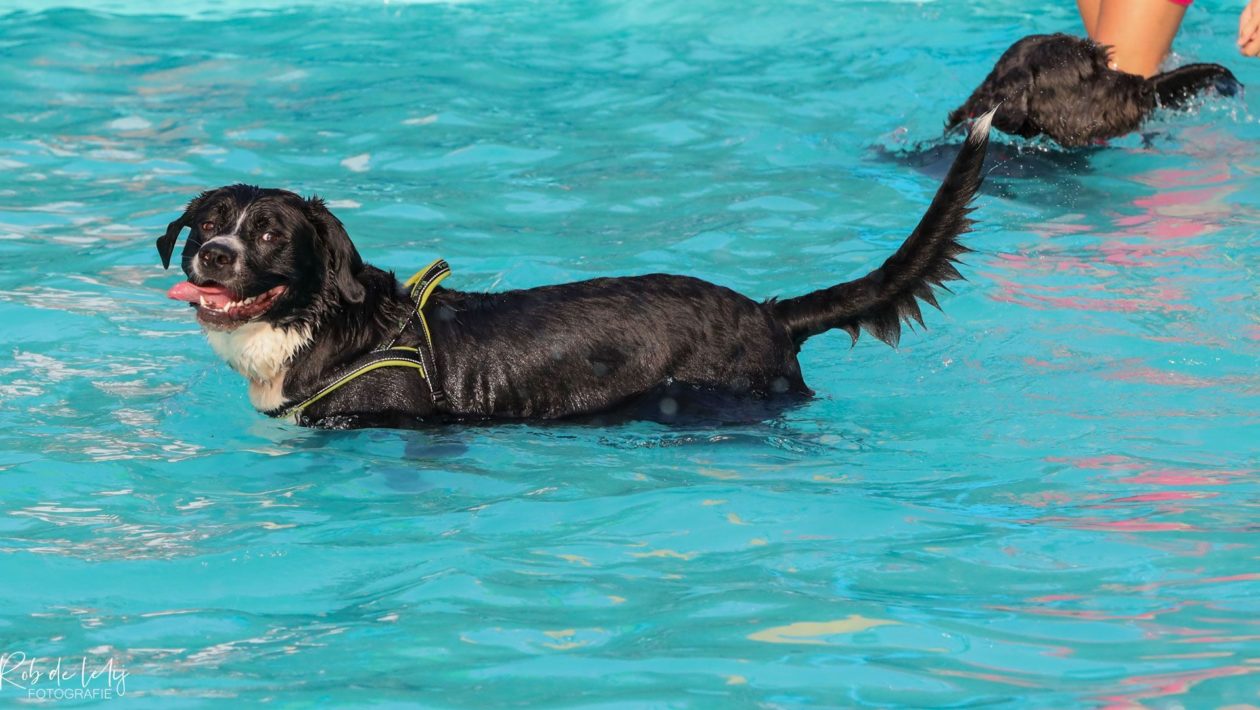 Hondenbelasting blijft bestaan Foto: Rob de Lelij