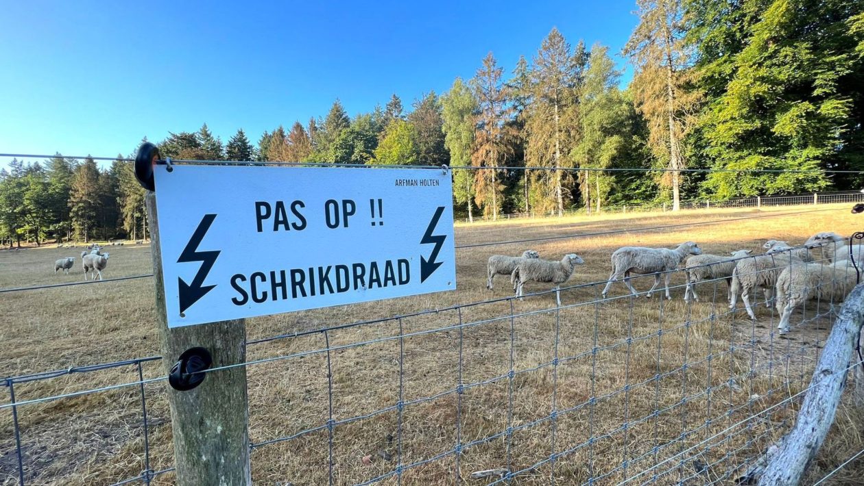 Wolven komen ook op de Posbank Foto: Studio Rheden