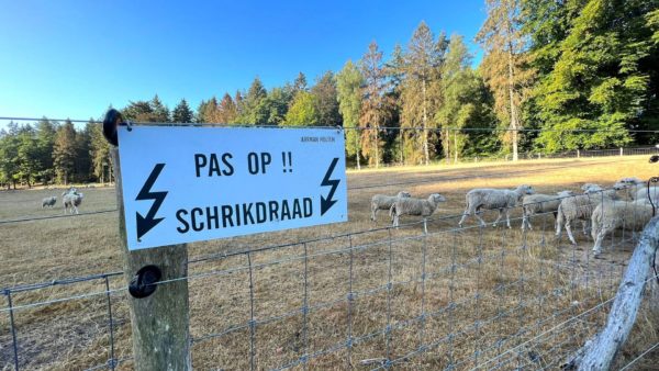 Wolven komen ook op de Posbank Foto: Studio Rheden