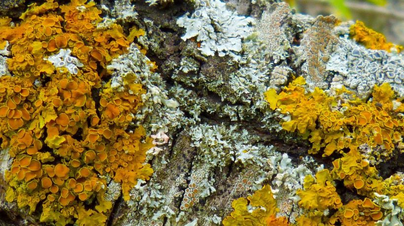 Wandeling met IVN laat verborgen natuur in Velp zien Foto: Mr. Pixabay