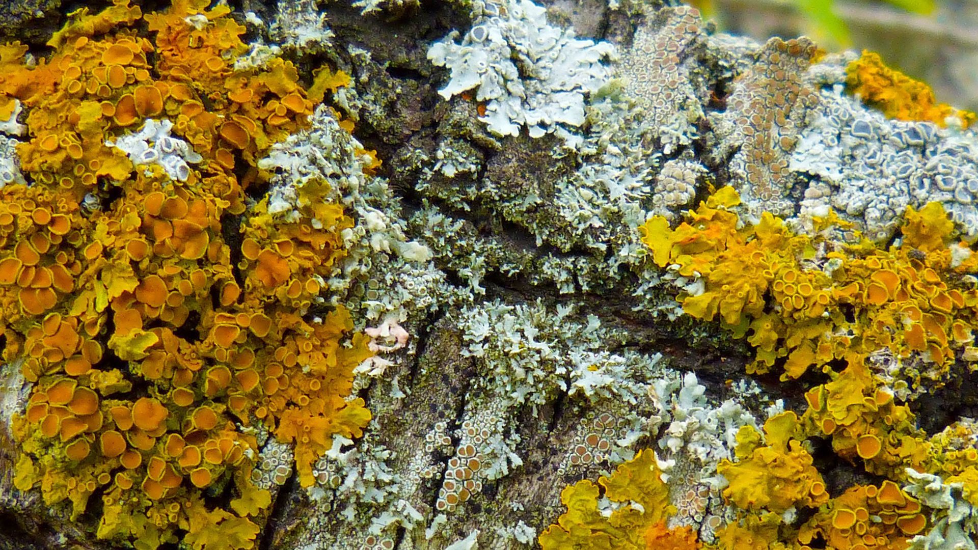 Wandeling met IVN laat verborgen natuur in Velp zien