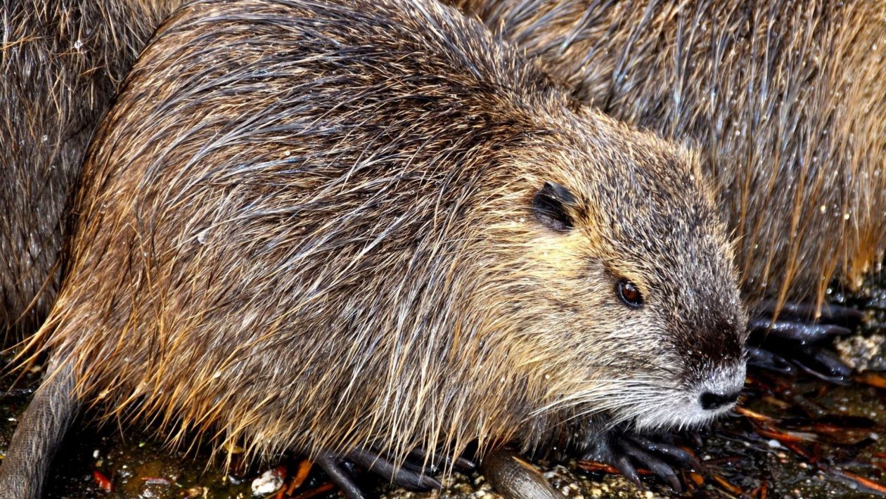 Zorgen om rattenoverlast in Rozendaal Foto: Pixabay