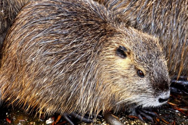 Zorgen om rattenoverlast in Rozendaal Foto: Pixabay