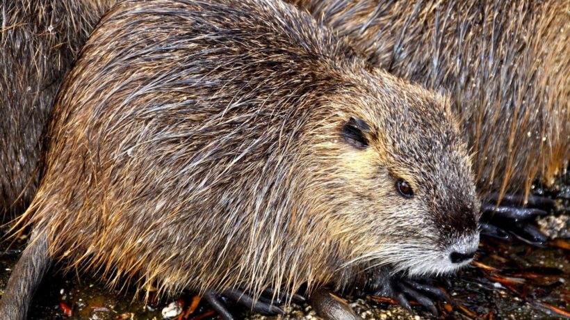 Zorgen om rattenoverlast in Rozendaal Foto: Pixabay