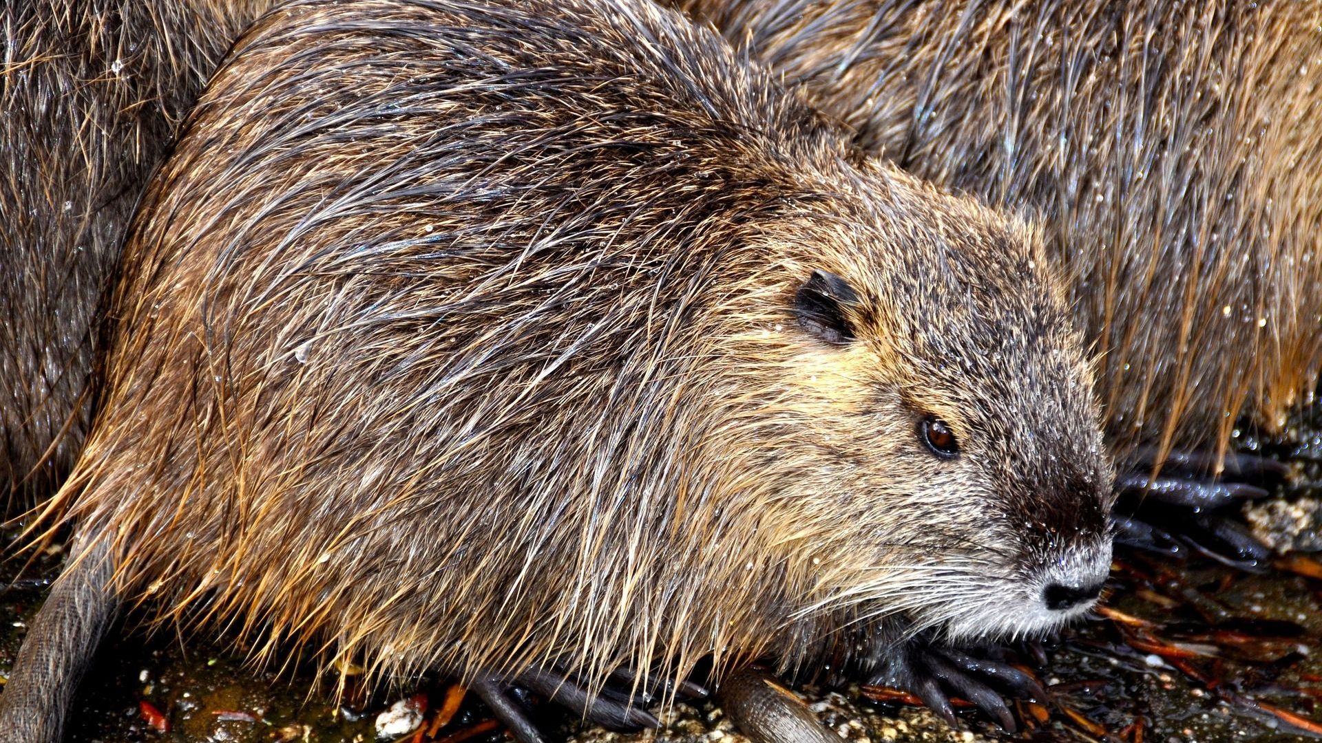 Zorgen om rattenoverlast in Rozendaal