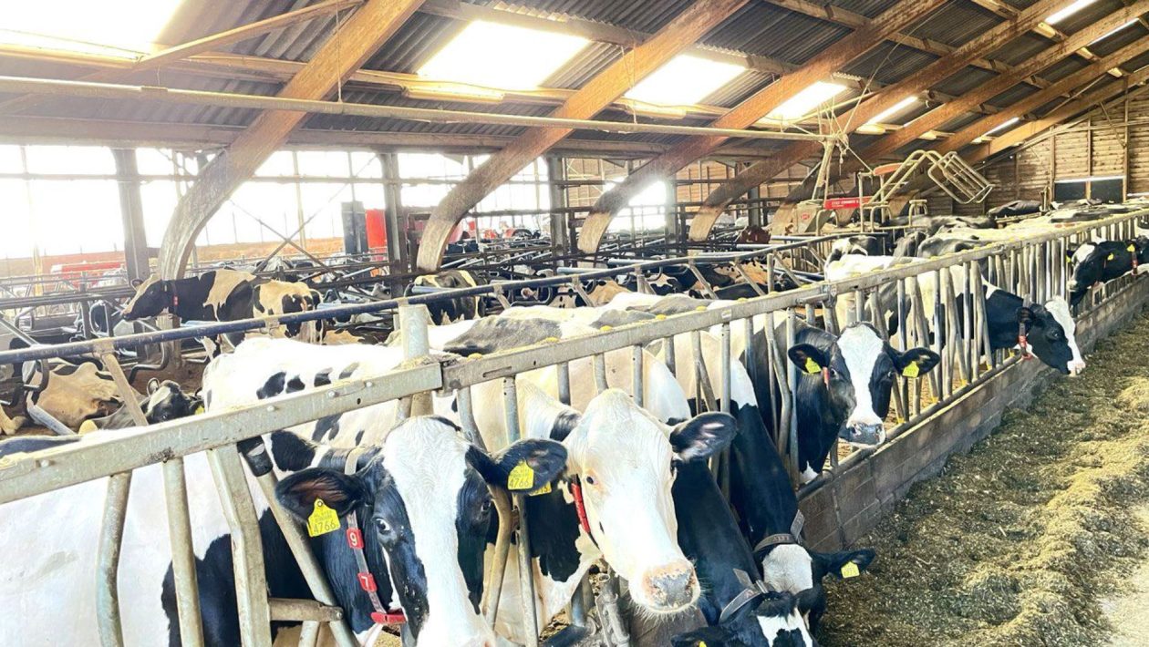 Koeien dolblij dat ze eindelijk de wei weer in mogen Foto: Martin Slijper