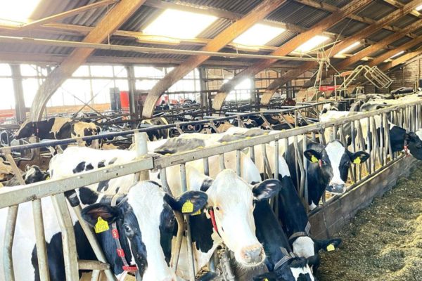 Koeien dolblij dat ze eindelijk de wei weer in mogen Foto: Martin Slijper