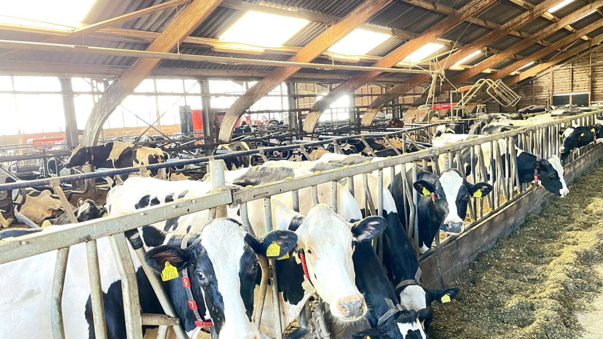 Bijzondere redding: koe uit put gehaald in Velp