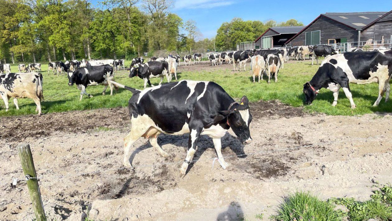 Koeien dolblij dat ze eindelijk de wei weer in mogen Foto: Martin Slijper