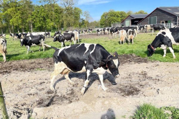 Koeien dolblij dat ze eindelijk de wei weer in mogen Foto: Martin Slijper