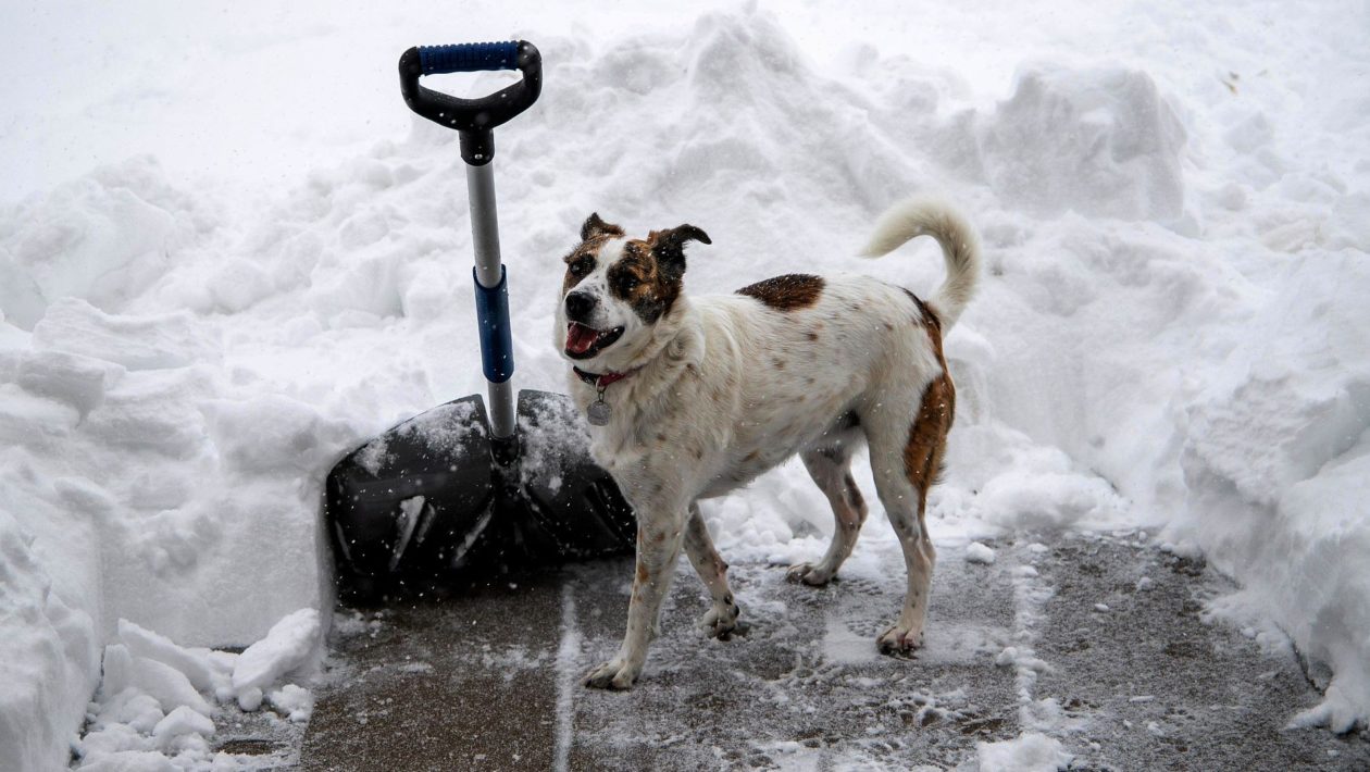 Stoepje sneeuwvrij maken of niet? Dit zegt de expert Foto: Pixabay