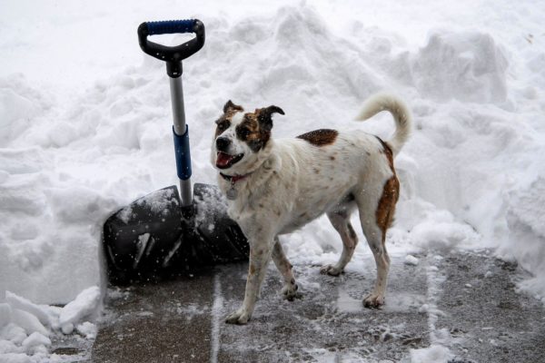 Stoepje sneeuwvrij maken of niet? Dit zegt de expert Foto: Pixabay
