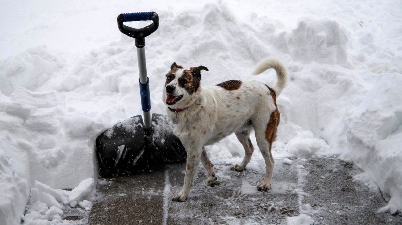 Stoepje sneeuwvrij maken of niet? Dit zegt de expert Foto: Pixabay