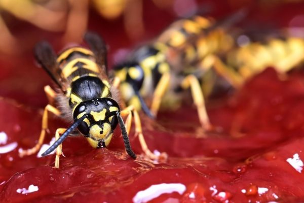 Wesp Foto: Mr Pixabay