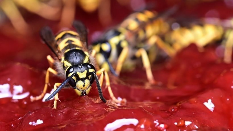 Wesp Foto: Mr Pixabay