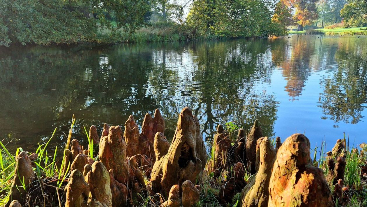Park Hof te Dieren Foto: IVN Oost-Veluwezoom