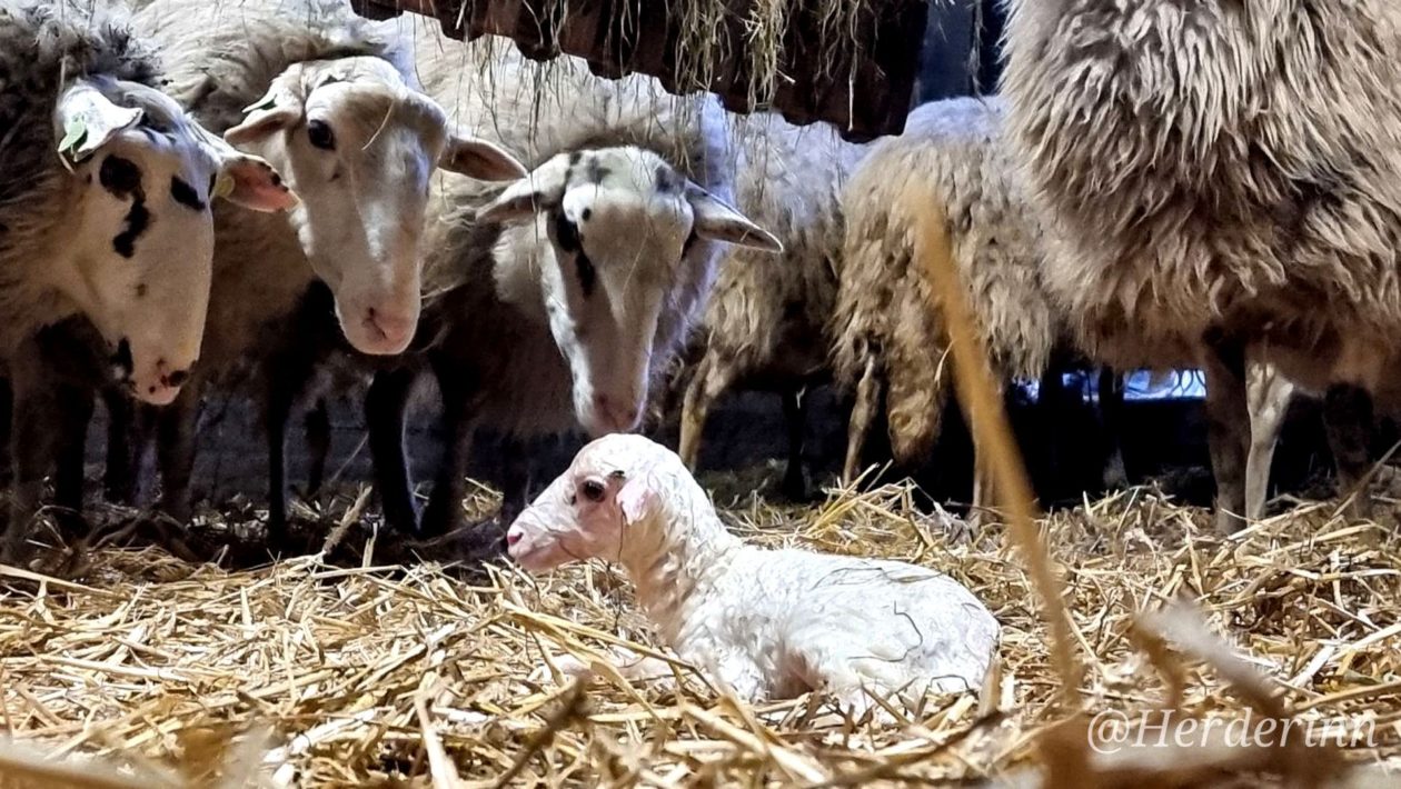 Eerste lammetje van 2026 geboren bij Rhedense Schaapskudde Foto: Herderin Cynthia Berendsen