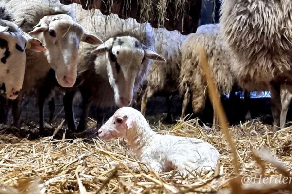 Eerste lammetje van 2026 geboren bij Rhedense Schaapskudde Foto: Herderin Cynthia Berendsen
