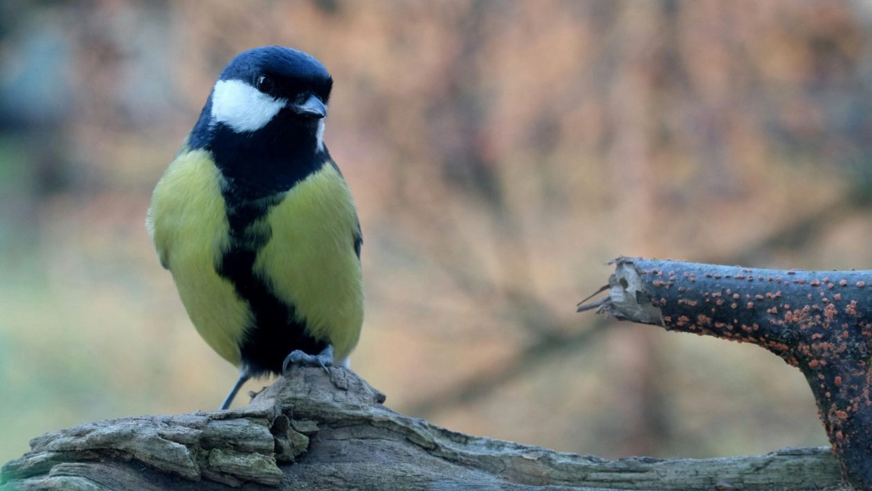 Koolmees. Foto: Vogelbescherming Nederland