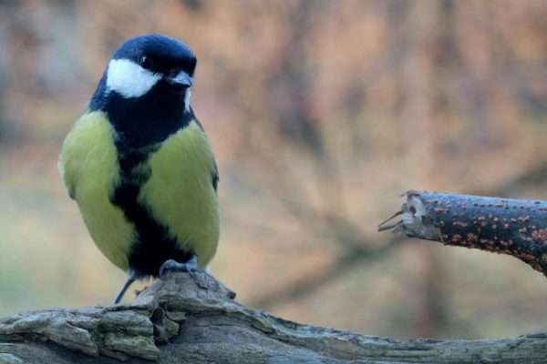 Koolmees. Foto: Vogelbescherming Nederland