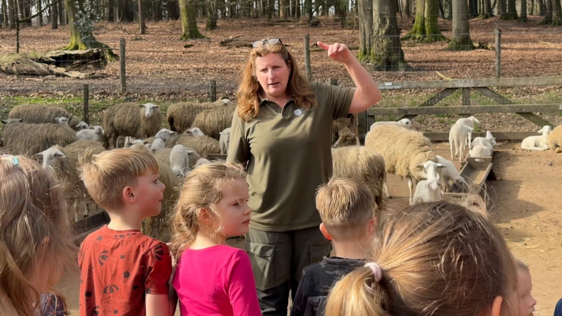 Basisschool adopteert eerste lammetje bij de schaapskooi in Rheden