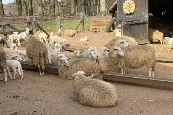 Lammetjesdag Foto: Martin Slijper