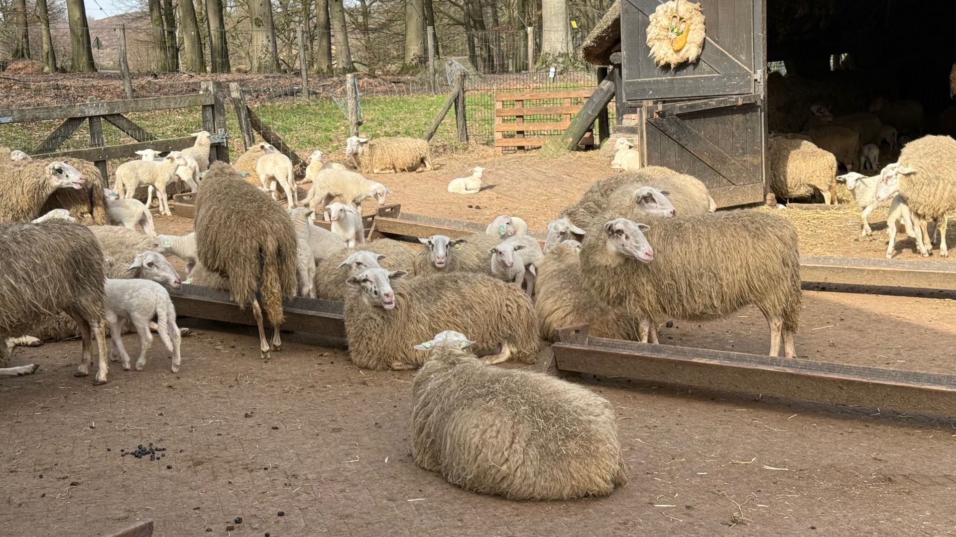 Rheden maakt zich op voor Lammetjesdag met fotograaf en 104 lammetjes