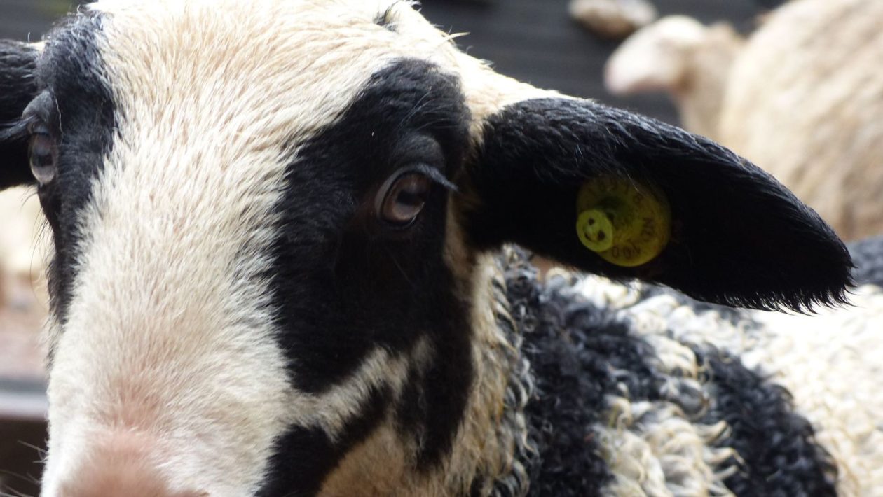 Meest bonte lammetje in Rheden Foto: CDA Rheden