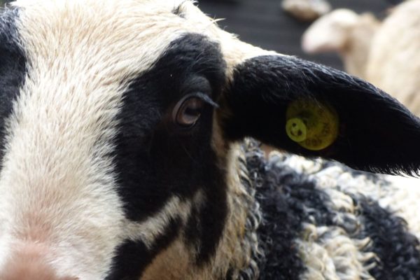 Meest bonte lammetje in Rheden Foto: CDA Rheden