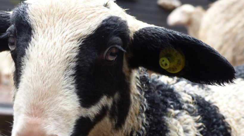 Meest bonte lammetje in Rheden Foto: CDA Rheden