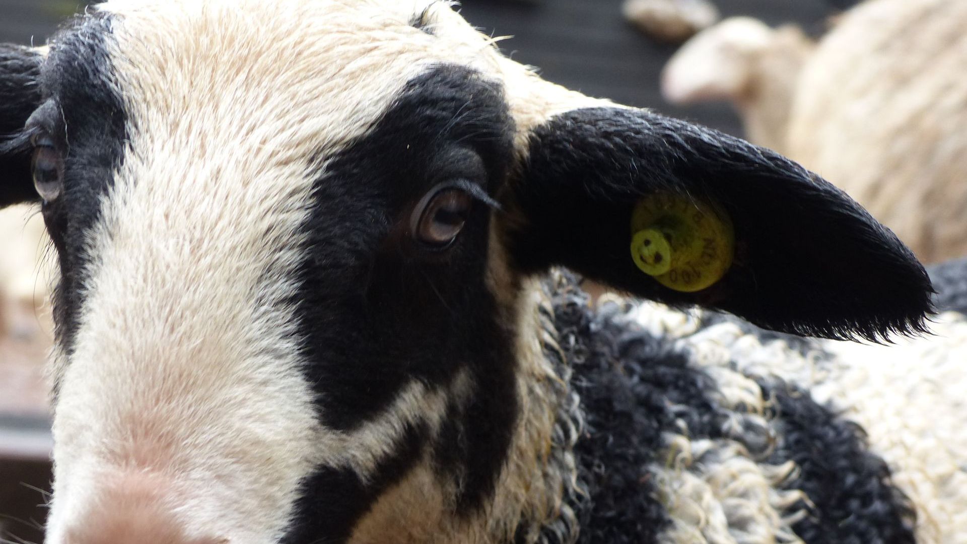 CDA adopteert het meest bonte lammetje